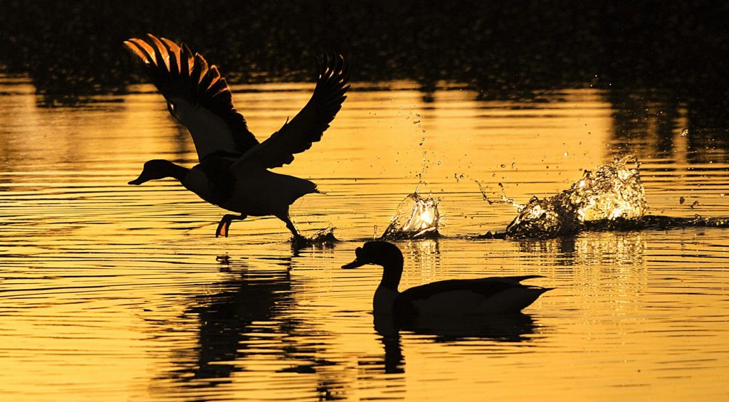 Birding (Observación de aves)